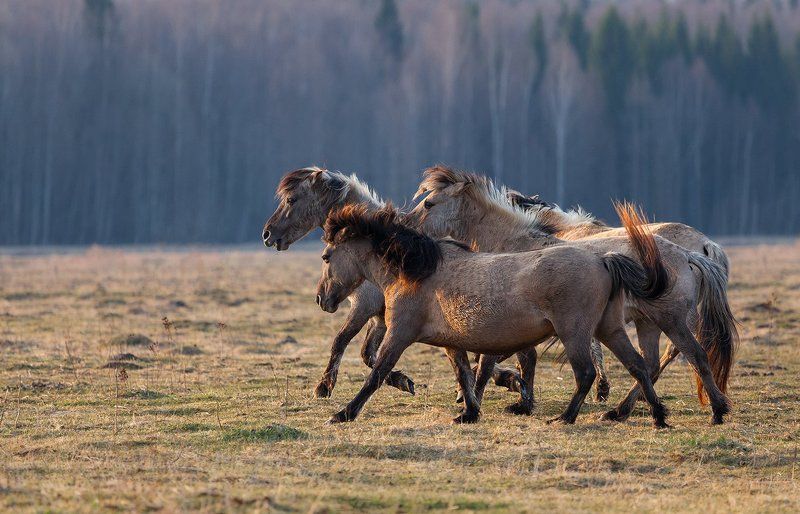 Лошади на лугах Дундуруphoto preview