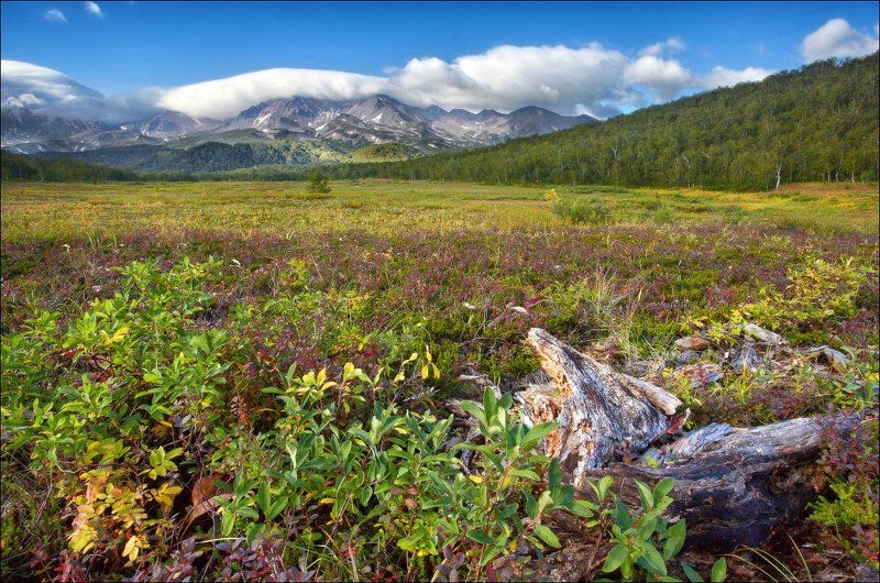 Камчатская тундра #2photo preview