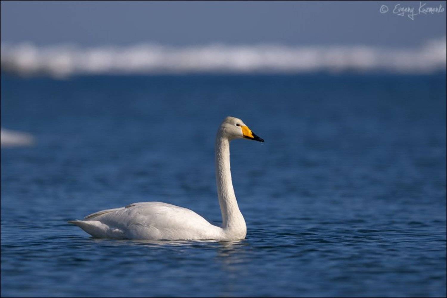 , Евгений Кузьменко