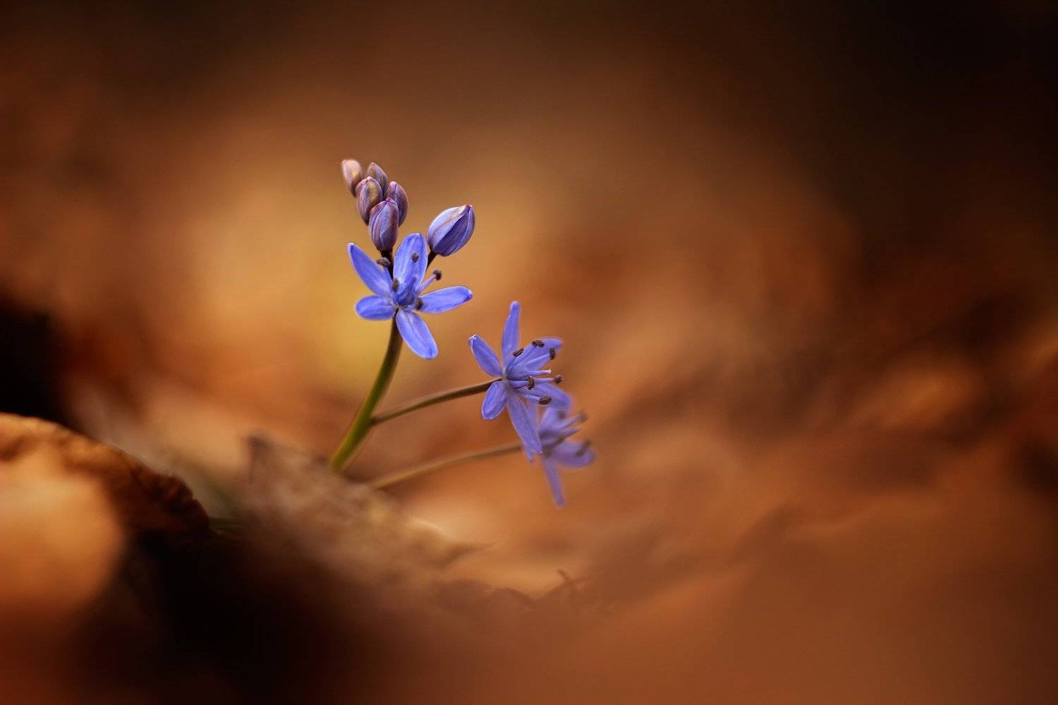 , Bogn&aacute;r P&eacute;ter