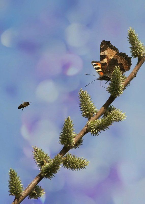 Бабочка, Весна, Крапивница, Природа Первая бабочка...)photo preview