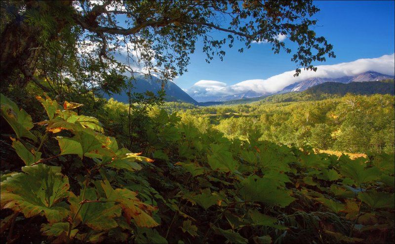 По шею в камчатских зарослях.photo preview