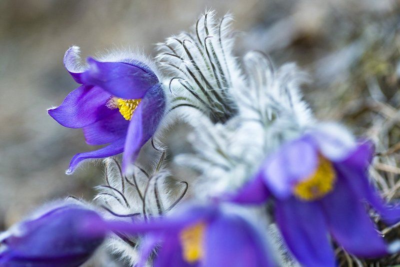 В  поисках    весенний  гармонииphoto preview