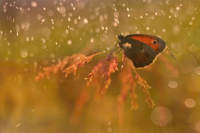 old generationphoto preview