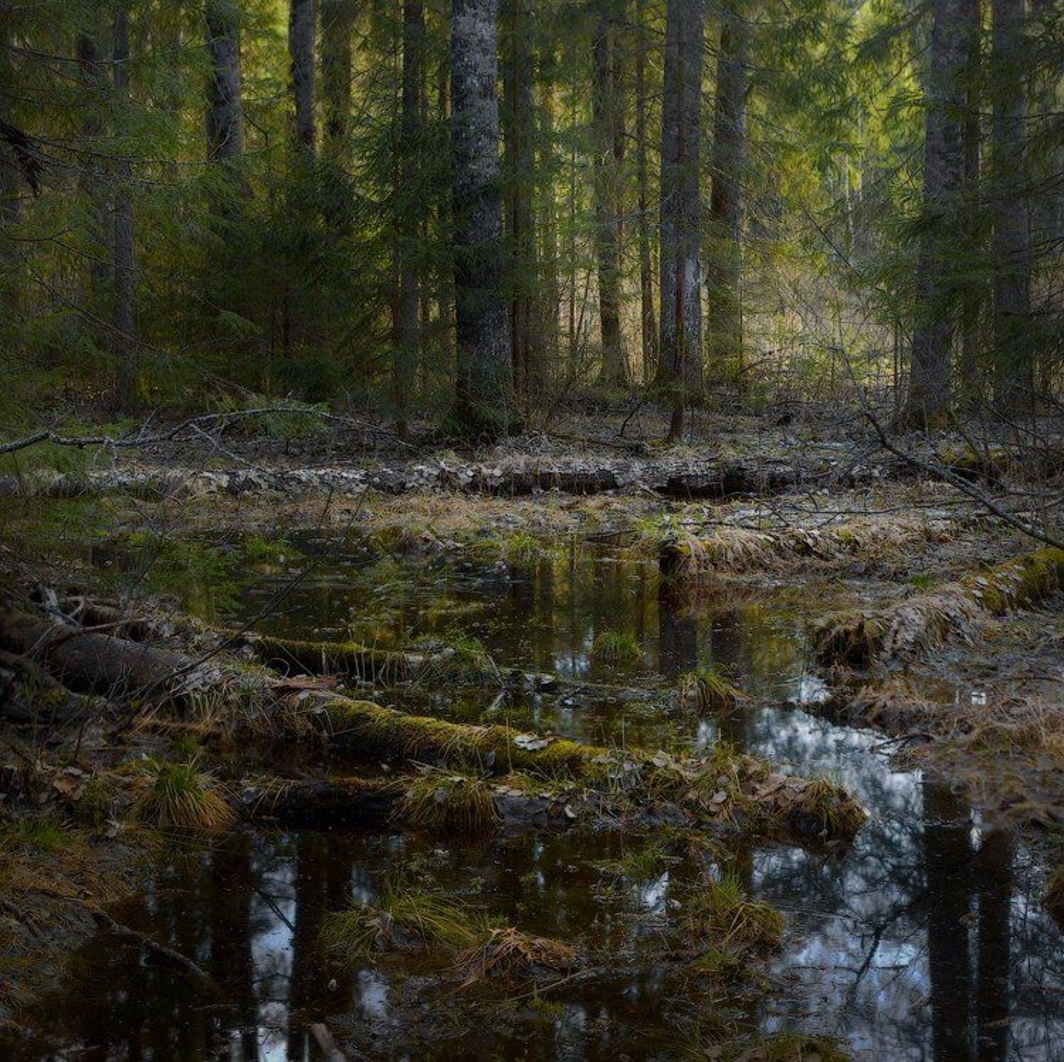 По весенним, нехоженным.... Автор: Дмитрий Алексеев , Дмитрий Алексеев