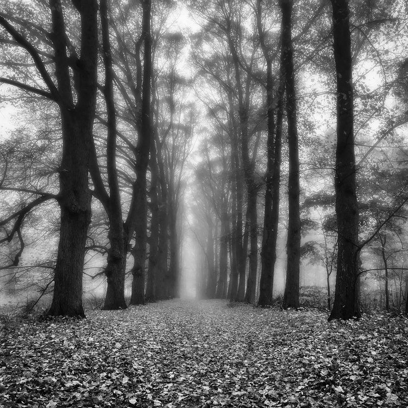 Autumn avenuephoto preview