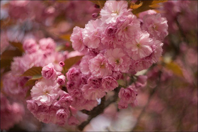 Сакура расцвелаphoto preview