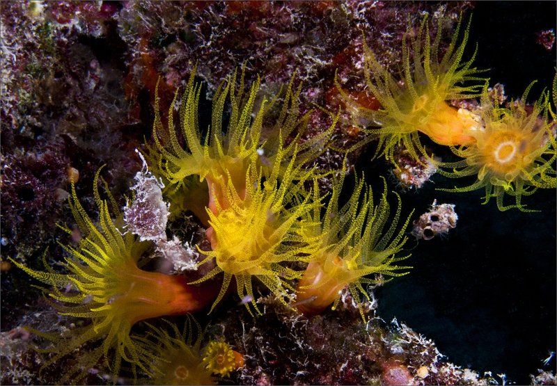 Микронезия, Палау Сны о теплом море фото превью