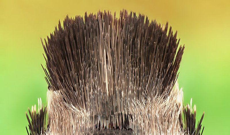 Moth Tailphoto preview