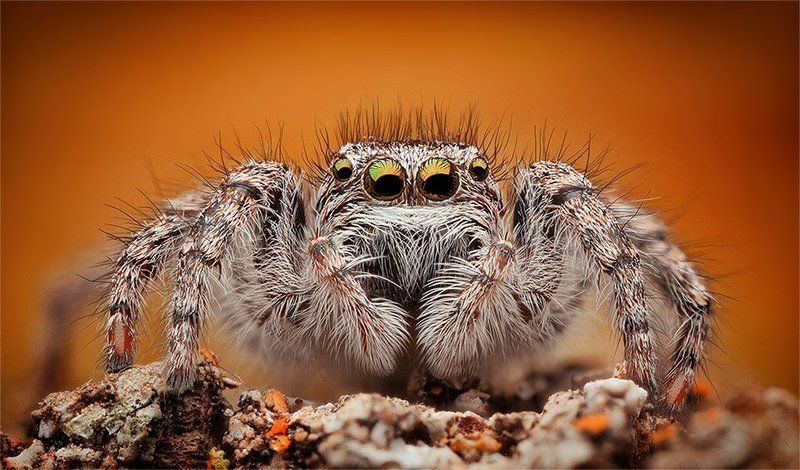 whats upphoto preview