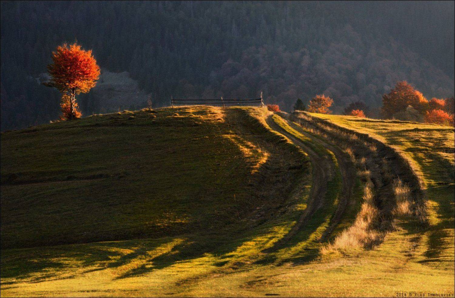 / Осенний этюд /. Автор: Влад Соколовский Закарпатье, Карпати, Карпаты, Межгорье, Осень, Поворот, Свет, Влад Соколовский