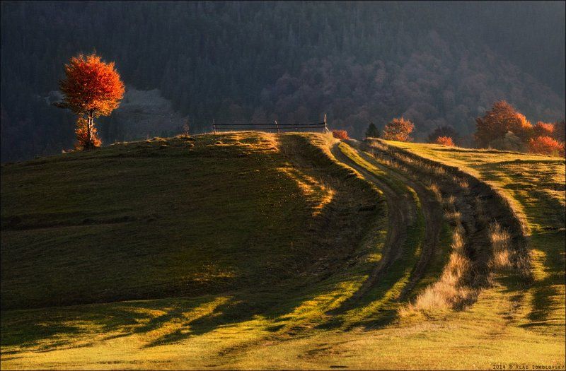 Закарпатье, Карпати, Карпаты, Межгорье, Осень, Поворот, Свет / Осенний этюд /photo preview