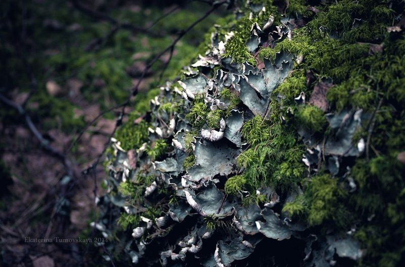 Merlins Secretphoto preview