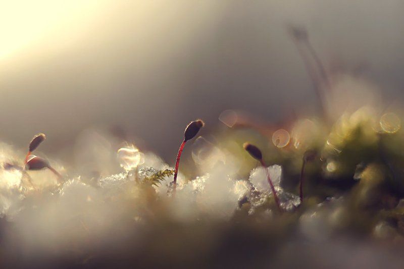 Весна 2014-го.photo preview