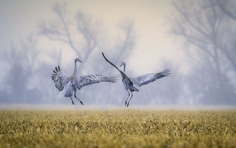 Love Is in the Airphoto preview