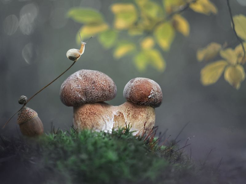 боровик, природа, улитка *** фото превью