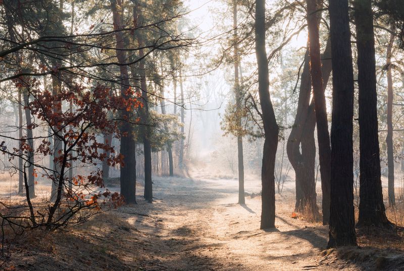 лес зима декабрь туман иней Невероятная прозрачность декабряphoto preview