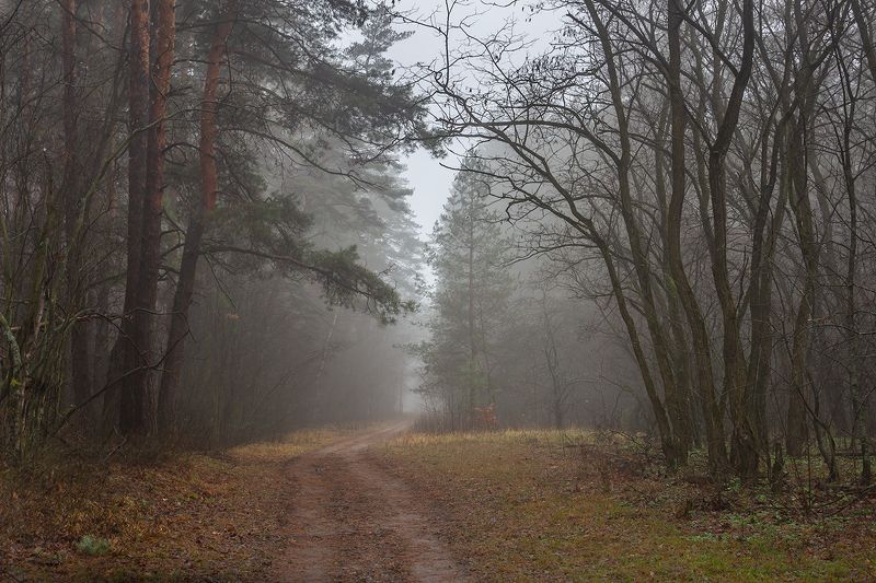осень, лес, ноябрь, заповедник photo preview