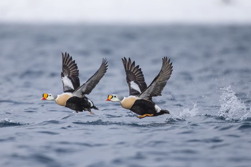 Somateria spectabilis Somateria spectabilisphoto preview