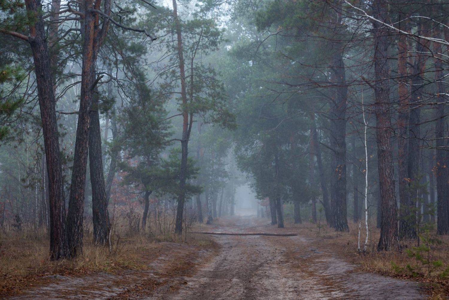 лес осень ноябрь туман сырость, Галанзовская Оксана