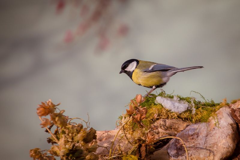 большая синица, птицы, birds, wildlife, great tit, parus major Parus Majorphoto preview