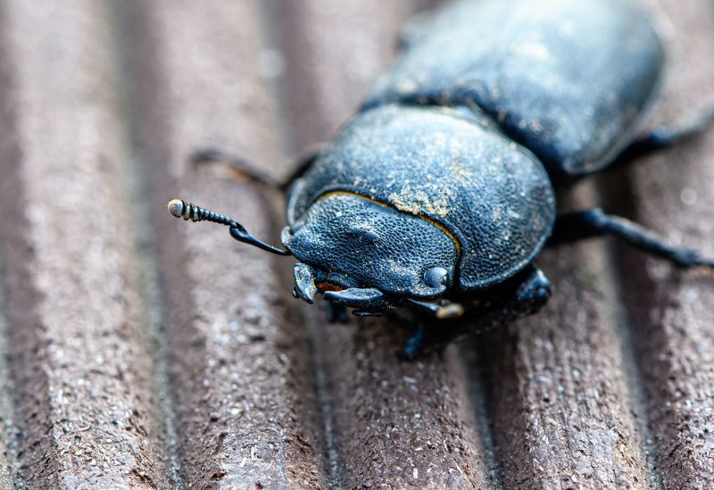 Dorcus parallelipipedus, the lesser stag beetlephoto preview