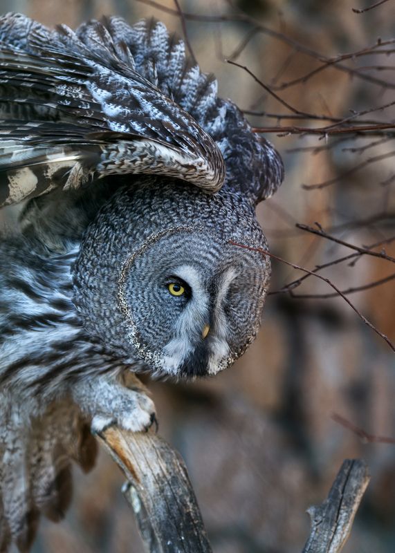 неясыть бородатая Неясыть бородатаяphoto preview