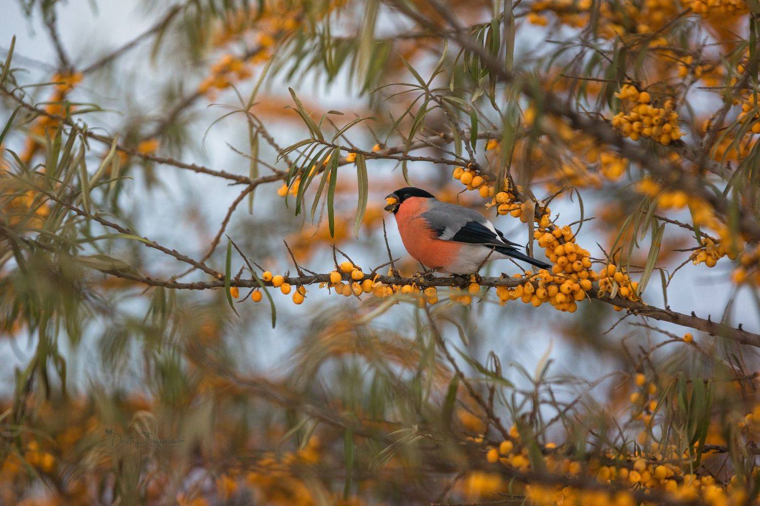 , Посевич Дмитрий