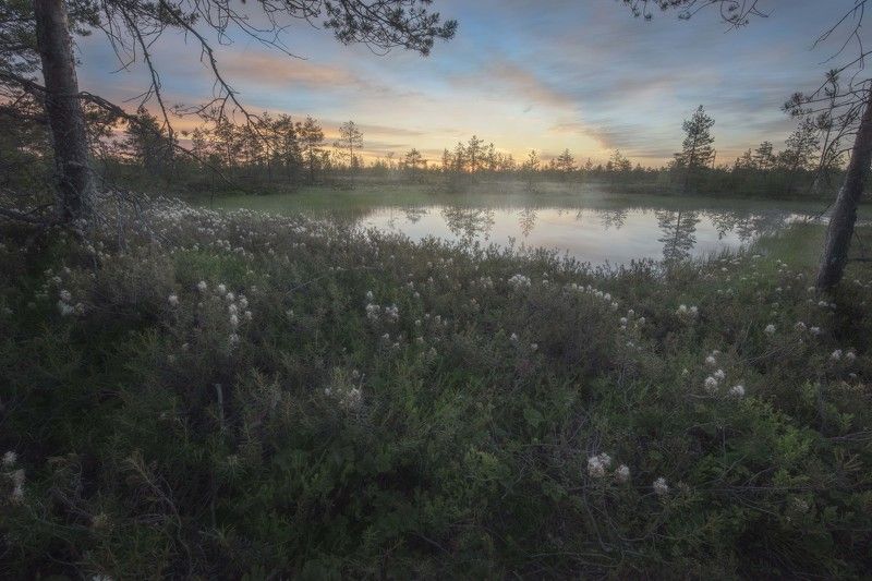 Рассвет на болотеphoto preview