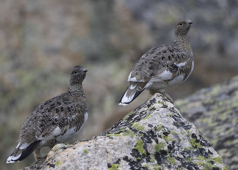 Куропатка Птица Тундряная куропаткаphoto preview