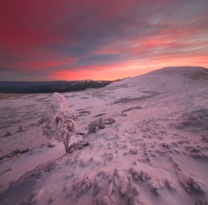 горы, рассвет, карпаты, ветер, снег, дерево, хребет, небо, пейзаж, carpathians, mountains, snow, frozen, cold, dawn, rose, clouds, wind, tree, lonely, chain, mountain Роза ветровphoto preview