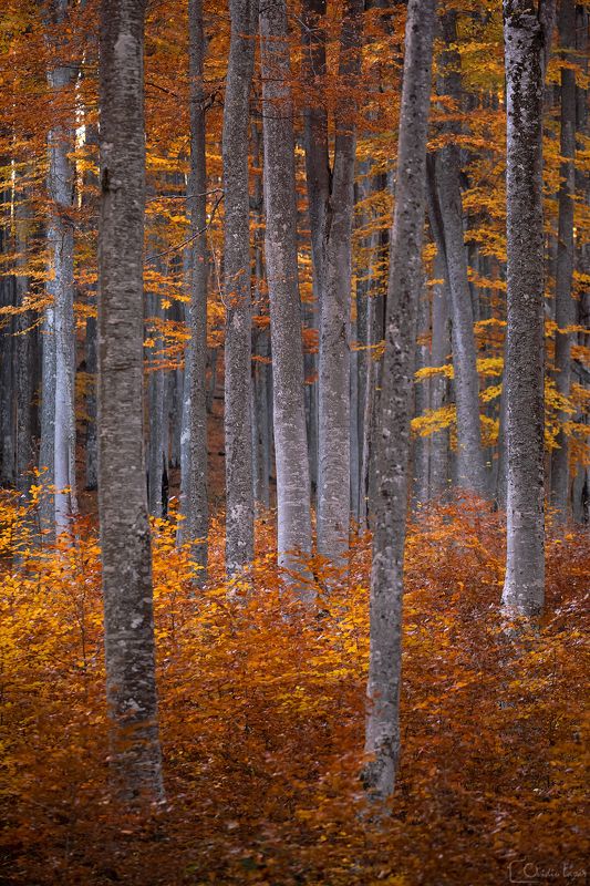 #trees #autumn #forest #sunset #romania #golden #seasons #deep #dark  Golden Forestphoto preview