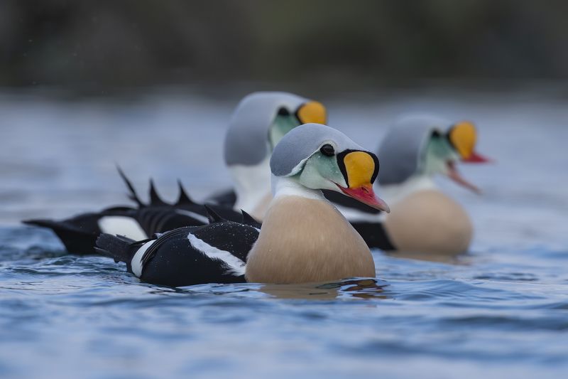 Somateria spectabilis Somateria spectabilisphoto preview