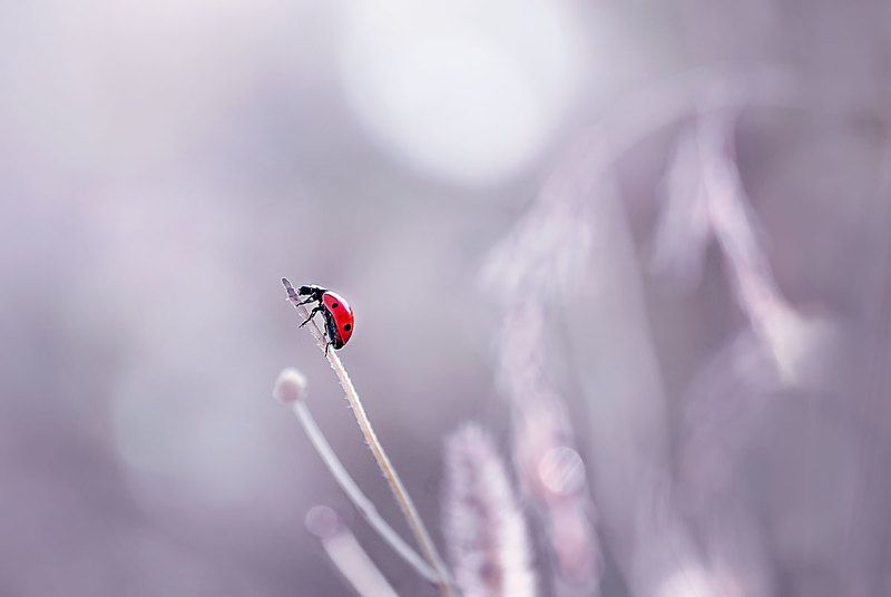божья коровка, макро, макрофотографии, макрофотография, красный Буду яркой?!photo preview