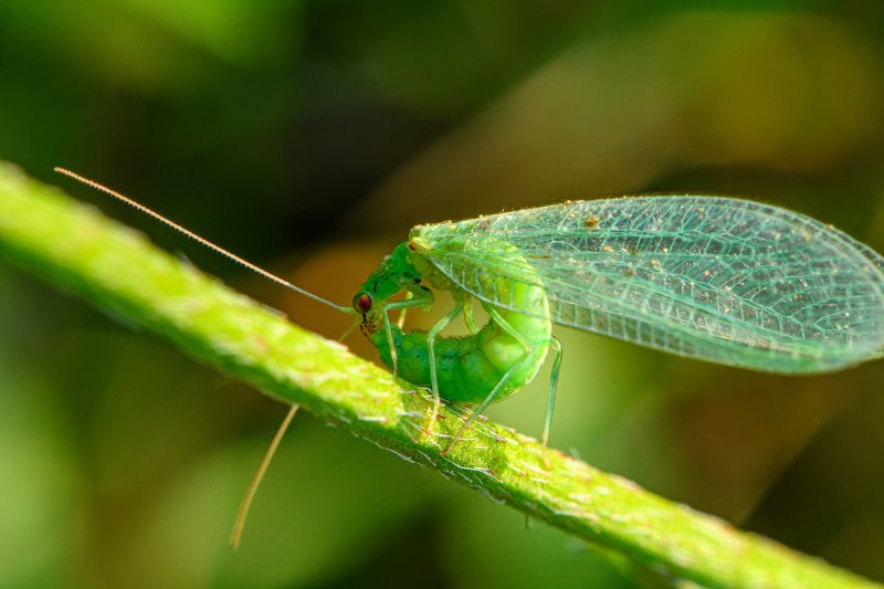 Cleaning time of Chrysoperla carnea (common green lacewing)photo preview