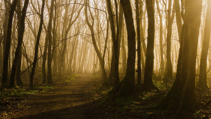 туман, кмв, железноводск, лес, парк Сквозь дымкуphoto preview