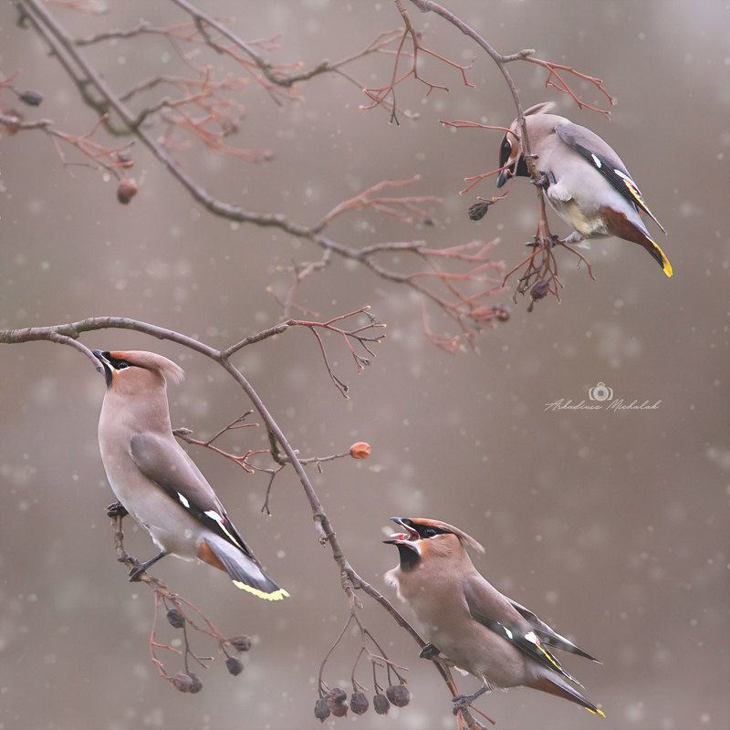 Jemiołuszkiphoto preview