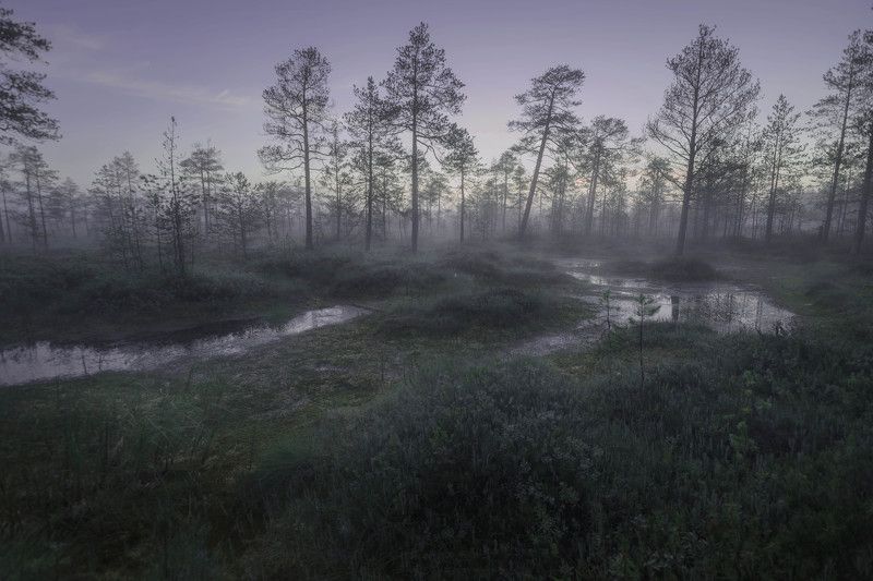 Гримпенская трясинаphoto preview