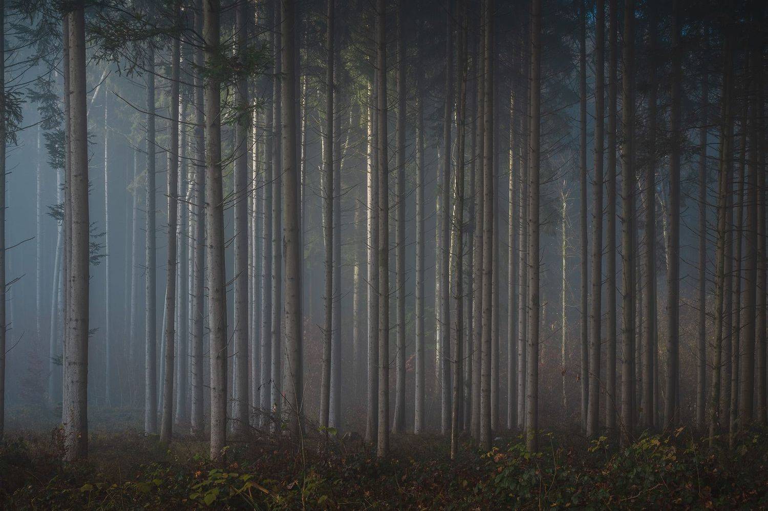 tree, trees, forest, fog, foggy, дерево, деревья, лес, туман, Alex Emelyanov