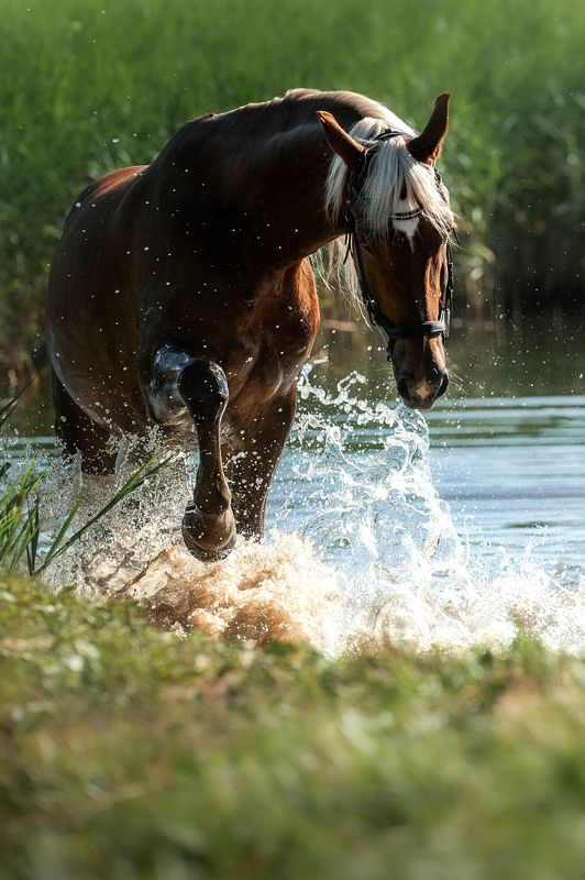 Всплескphoto preview