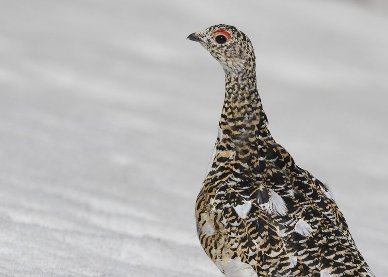 Куропатка Птица Тундряная куропаткаphoto preview