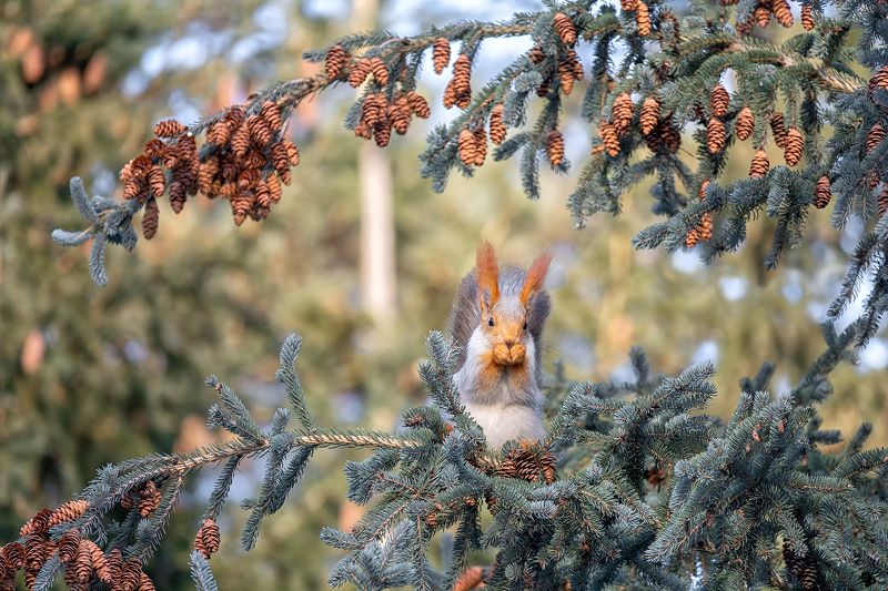 белка, ель, зима, шишки, за шишками..photo preview