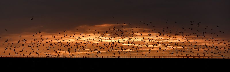 сочи, чайки, животные, шторм, природа, закат, море, небо Зимние закаты, Сочиphoto preview