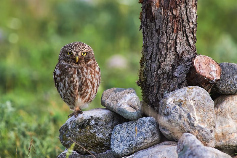 nature, wildlife, birds, owls ***photo preview