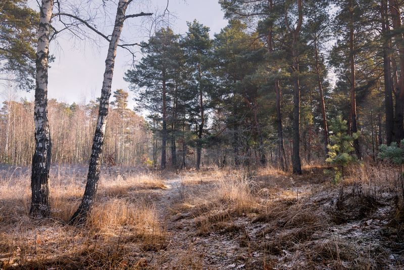 лес осень зима декабрь Осенняя хандра ушла, морозно стало на опушкеphoto preview