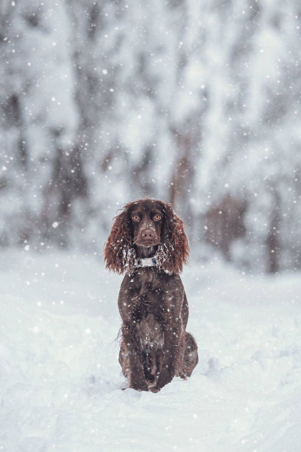 собака, зима, , Зуйкова Динара