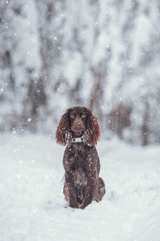 собака, зима,  Айтиphoto preview