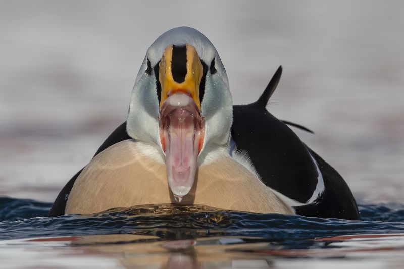 Somateria spectabilis Somateria spectabilisphoto preview