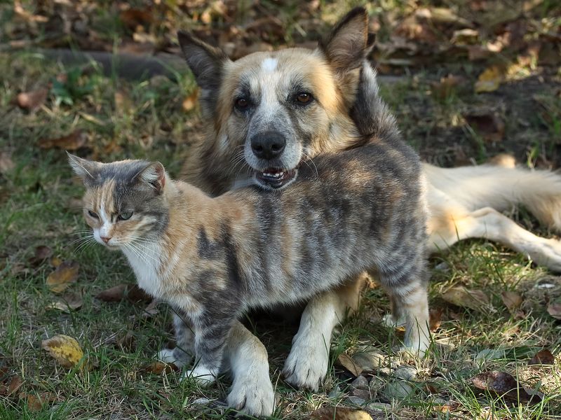 Фея и Лисphoto preview