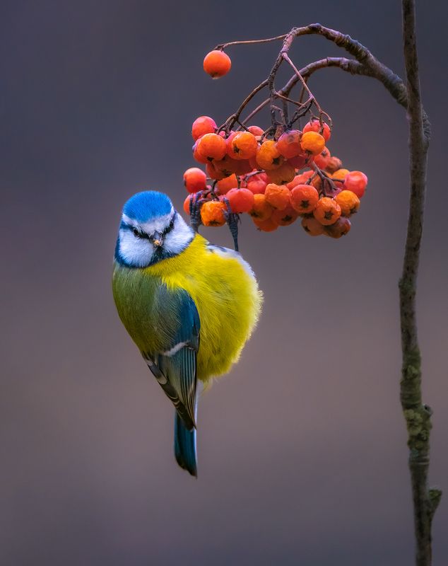 Лазоревкаphoto preview